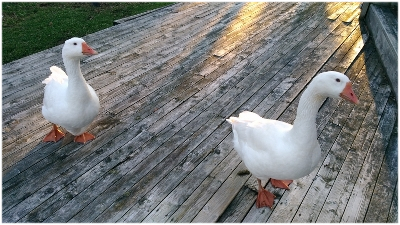 Mica and Frou Mica and Frou